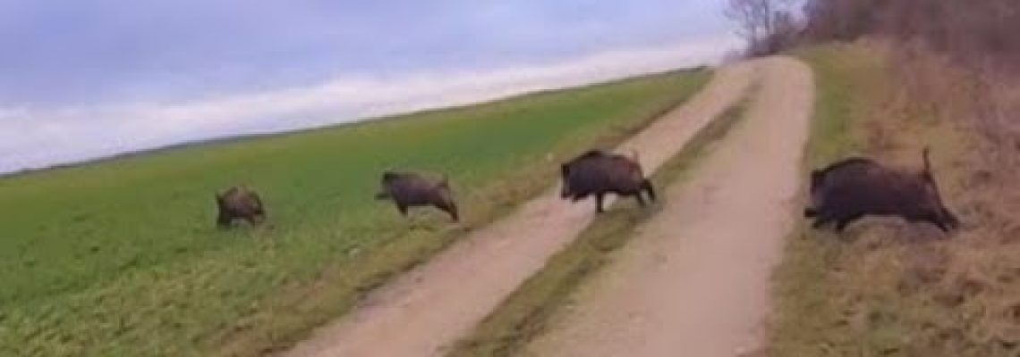 [Vidéo] Un triplé de sangliers comme on les aiment