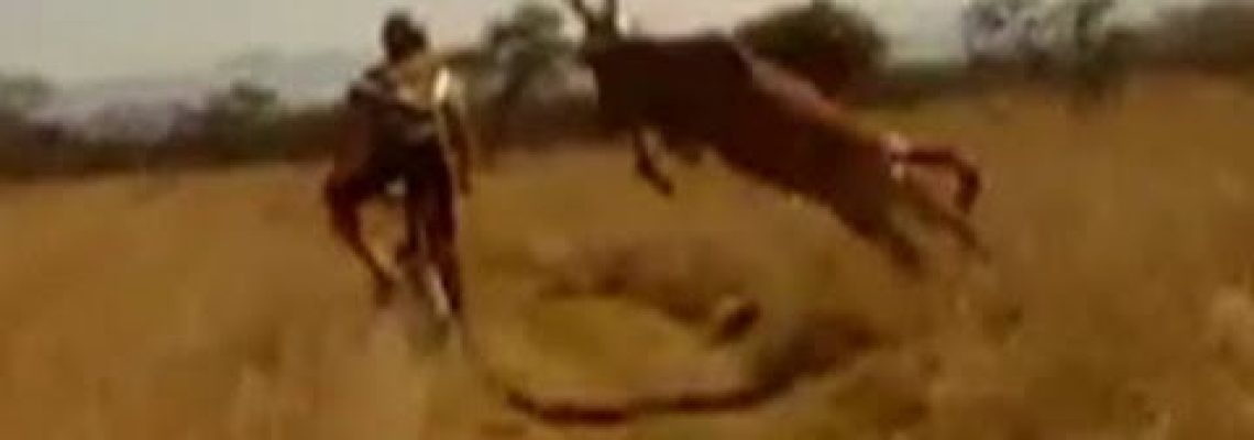 Vidéo une antilope percute un cycliste