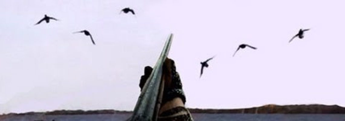 Vidéo : une belle chasse aux canards dans le Manitoba