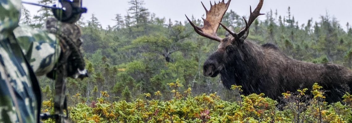 Vidéo : une saison de chasse à l’élan à l’arc