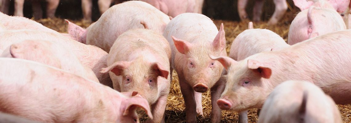 virus-grippe-porcine-chine-G4EA
