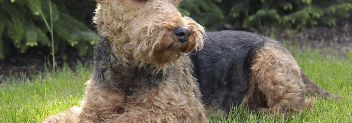 welsh-terrier