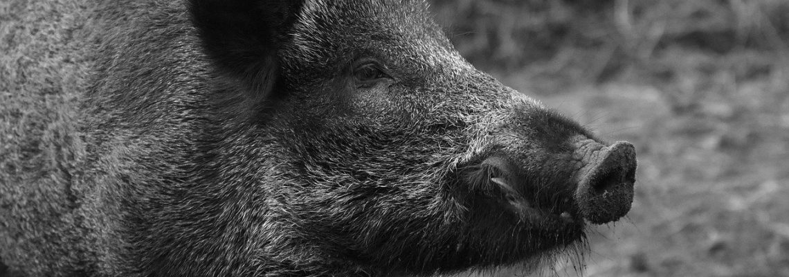 Sanglier de nuit