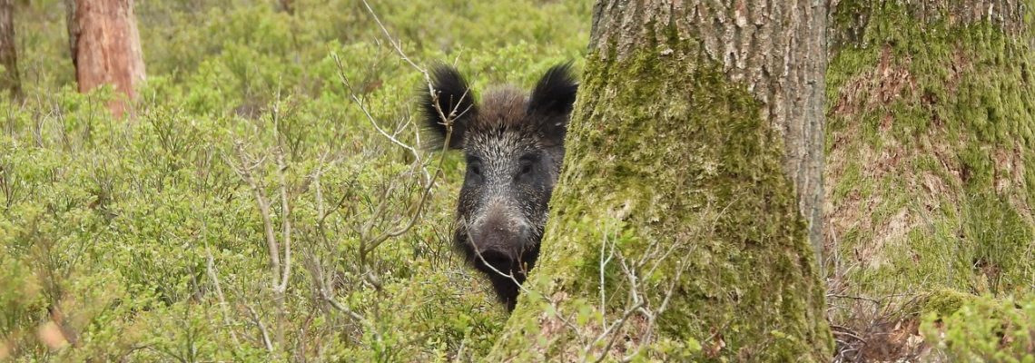 wild-boar-6259116_1280