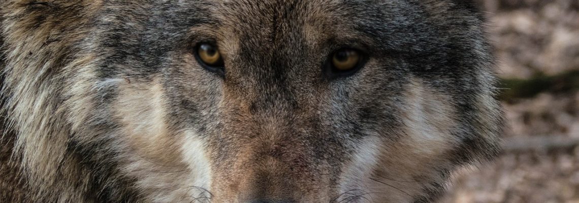 loup