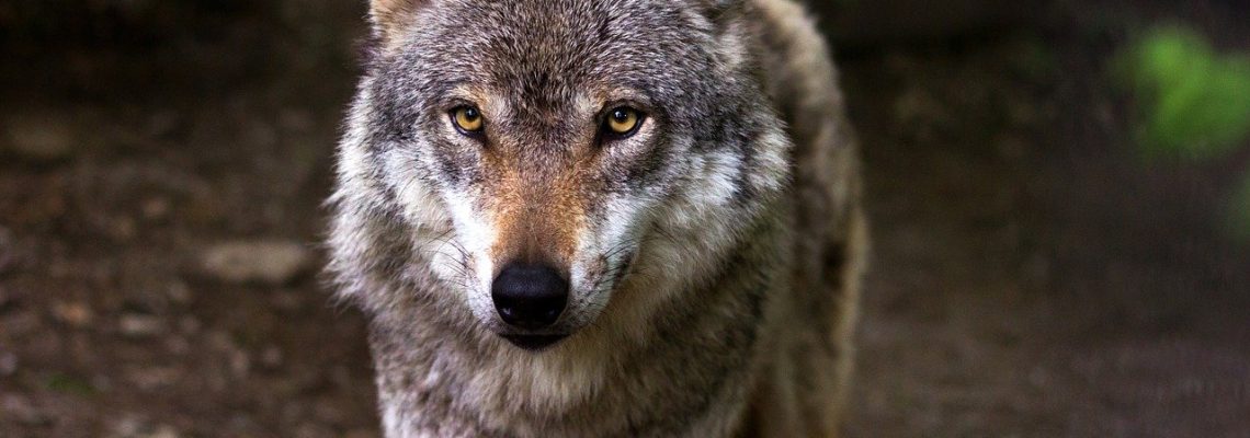 loup