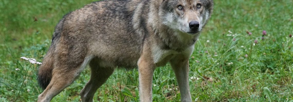 La chasse est ouverte !  Et si l'homme était un loup pour le