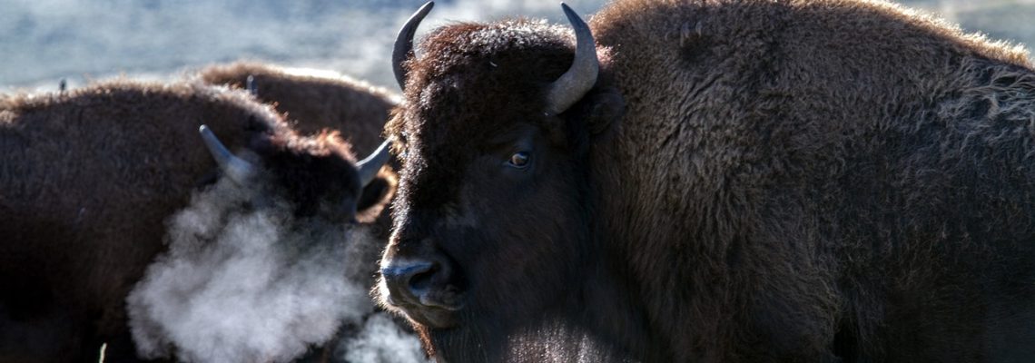Bison Yellowstone