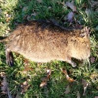 Chasse ragondin