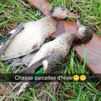Chasse sur le 43